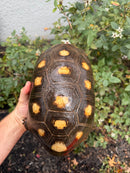 Red Foot Tortoise Adult Female