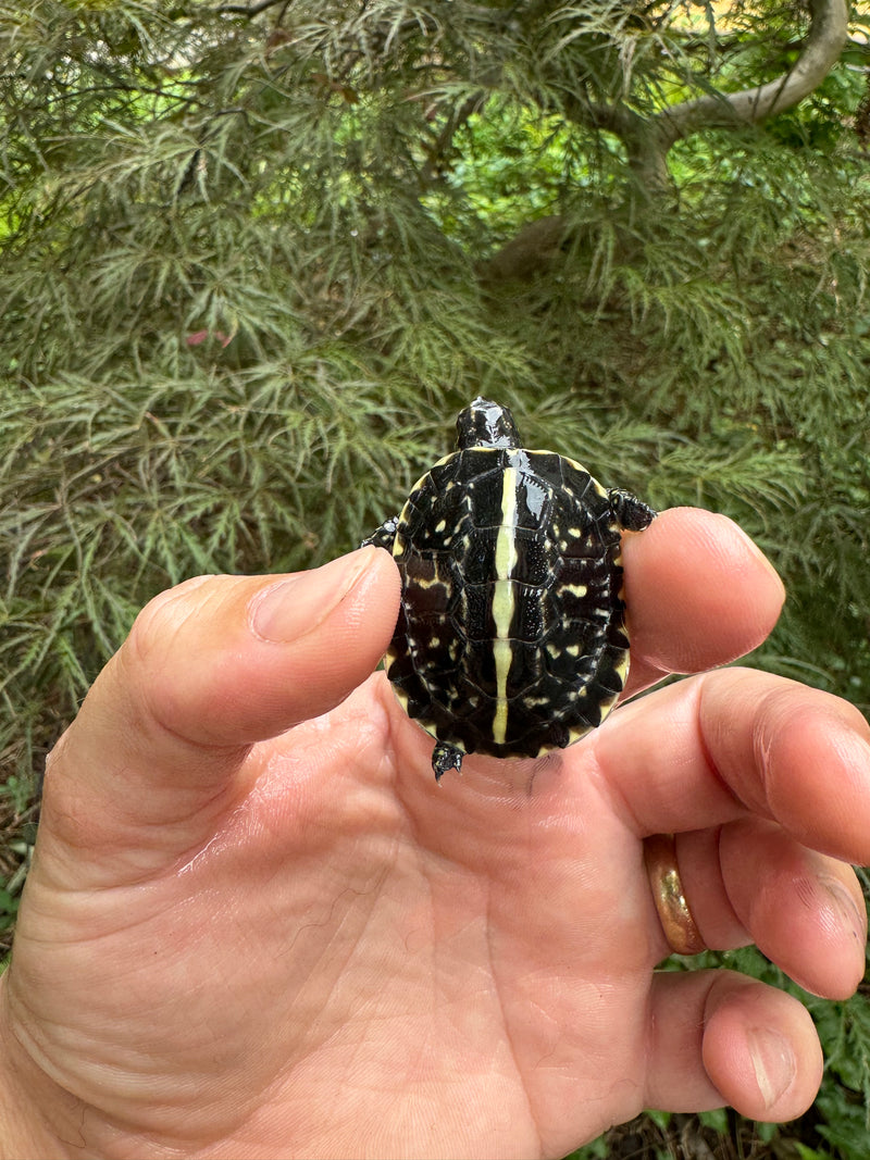 HI YELLOW Florida Box Turtle Baby 2024