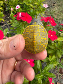 Albino T+ Florida Red Bellied Turtle 2026