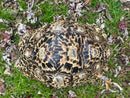 South African Giant Leopard Tortoise Adult Female