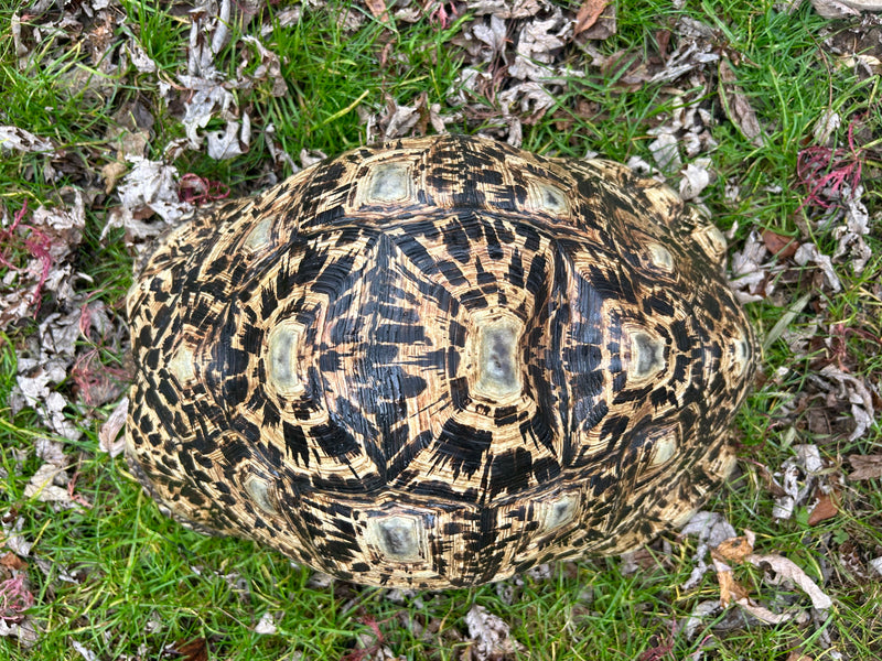 South African Giant Leopard Tortoise Adult Female