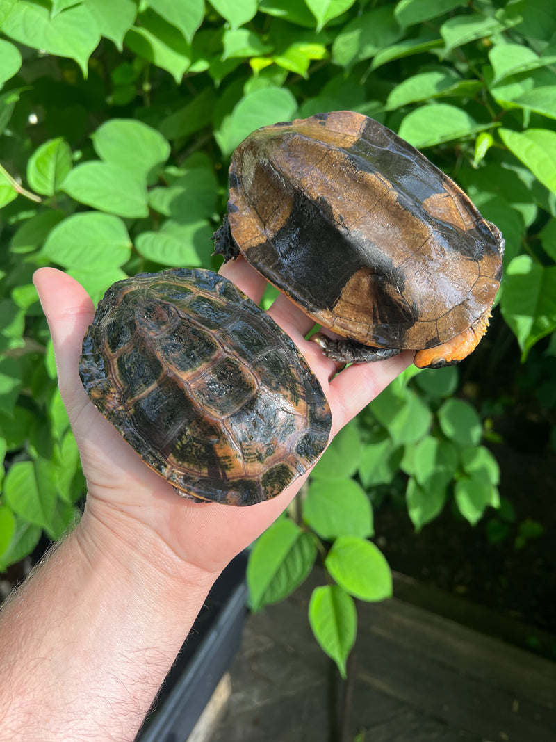 Twist-necked Turtle LTC Pair