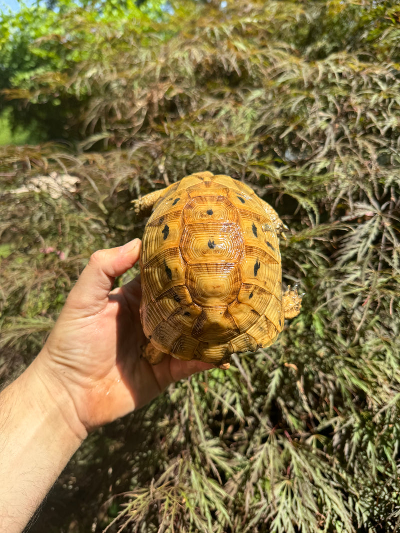 Syrian Golden Greek Tortoise Pair