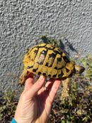 Eastern Hermann's Tortoise Adult Male