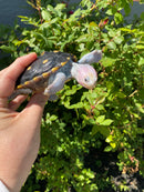 Ornate Diamondback Terrapin Female