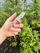 Hypo Zero Bearded Dragon