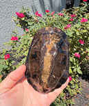 Twist-necked Turtle LTC Female