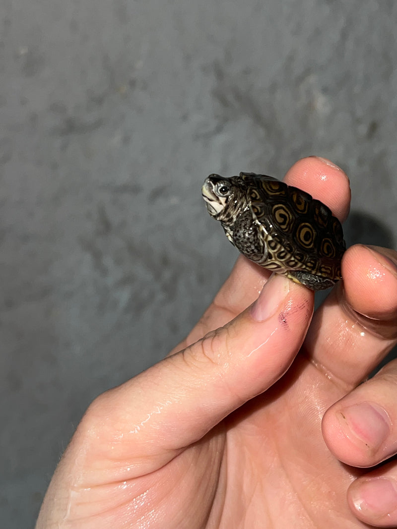 Hi White Concentric Diamondback Terrapin 2023