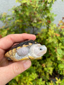 Ornate Diamondback Terrapin Female