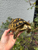 Mesopotamian Greek Tortoise Adult Female