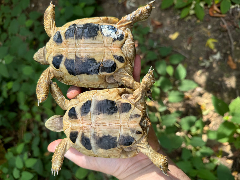 Eastern Hermann's Tortoise Pair