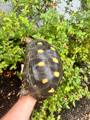 Red Foot Tortoise Adult Female