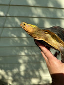 Chinese Box Turtle Adult Pair (Cuora flavomarginata)