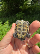 Hi White Concentric Diamondback Terrapin 2024