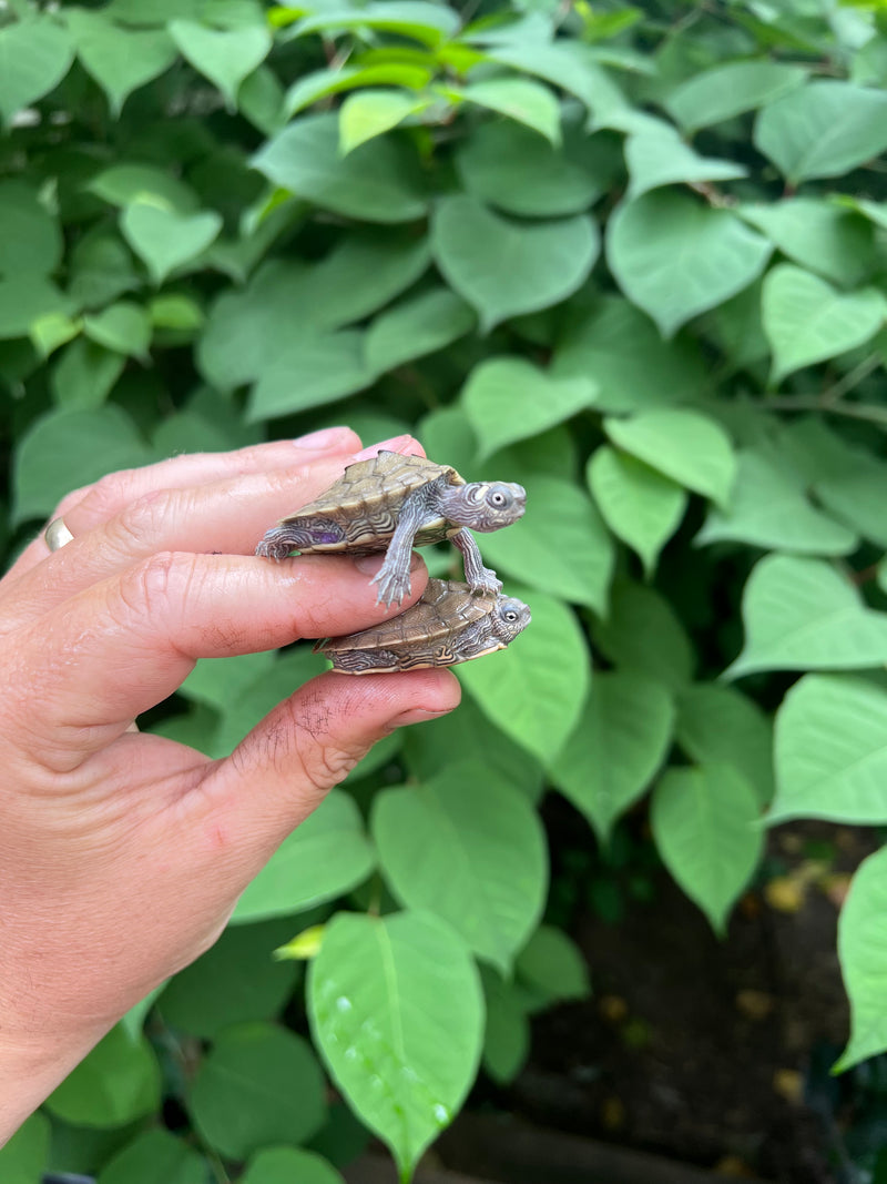 Ouachita Map Turtle Baby  (Graptemys ouachitensis)