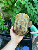 Homes Hinge-back Tortoise Adult Pair