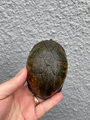 Red Cheeked Mud Turtle Adult Trio