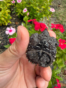 Alligator Snapping Turtle X Common Snapping Turtle