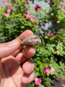 Albino Florida Snapping Turtle 2026