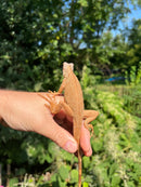 Caramel Albino Green Iguana (Iguana iguana)