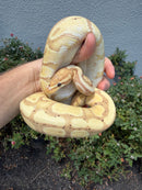 Banana Ball Python Mixed Morph Female