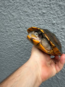 Hybino Red-Eared Slider Adult Female