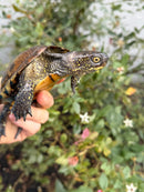 Franco-Italian Pond Turtle Adult Male
