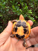 Bourret's Flowerback Box Turtle 2026