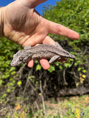 Gargoyle Gecko Adult Male