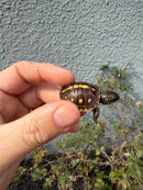 Hi Color Eastern Box Turtle Baby