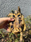 Eastern Hermann's Tortoise Adult Male