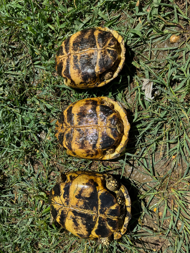 Russian Tortoise Adult Female Group (0.3)   (Testudo horsfieldii)