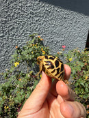 Sri Lankan Star Tortoise