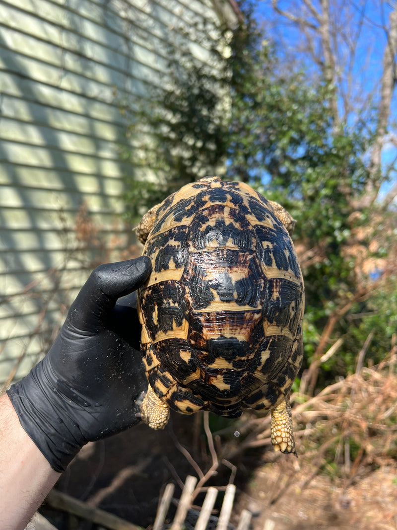 Libyan Greek Tortoise Adult Female