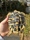 Western Hermann's Tortoise Adult Female