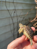 Leopard Tortoise 2024