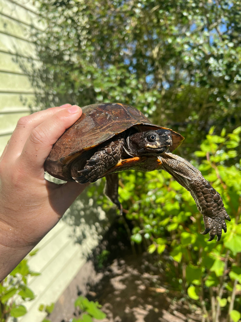 Spiny Hill Turtle Adult Male