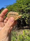 Golden Coin Box Turtle 2025