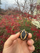 Hi Orange Vietnamese Black Breasted Leaf Turtle Baby 2025