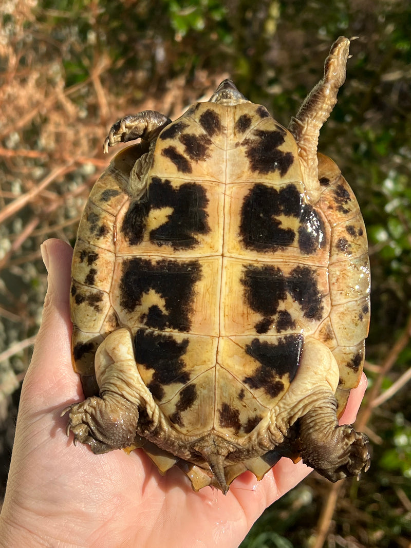 Flat Shell Turtle Juvenile Female