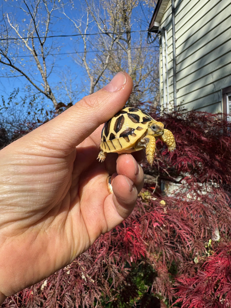 Sri Lankan Star Tortoise 2025