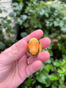 Yellow Flame Baby Florida Red Bellied Turtle