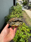 Franco-Italian Pond Turtle Adult Female