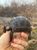 Aldabra Tortoise USA CB 2025