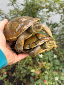 Spanish Pond Turtle Adult Pair
