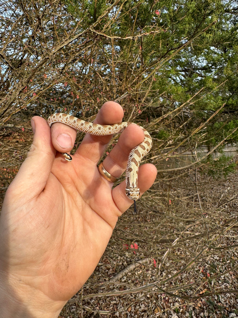 Anaconda Western Hognose Snake Female