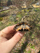 Spotted Turtle 2024 Female