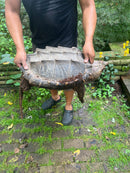 Alligator Snapping Turtle Adult Female