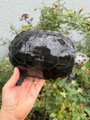 Adult Mississippi Diamondback Terrapin Female