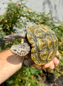 Concentric Diamondback Terrapin Adult Female